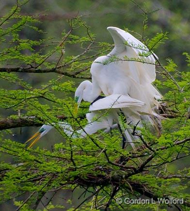 Breeding Egrets 46095.jpg - Great Egret (Ardea alba)Photographed at Lake Martin near Breaux Bridge, Louisiana, USA.